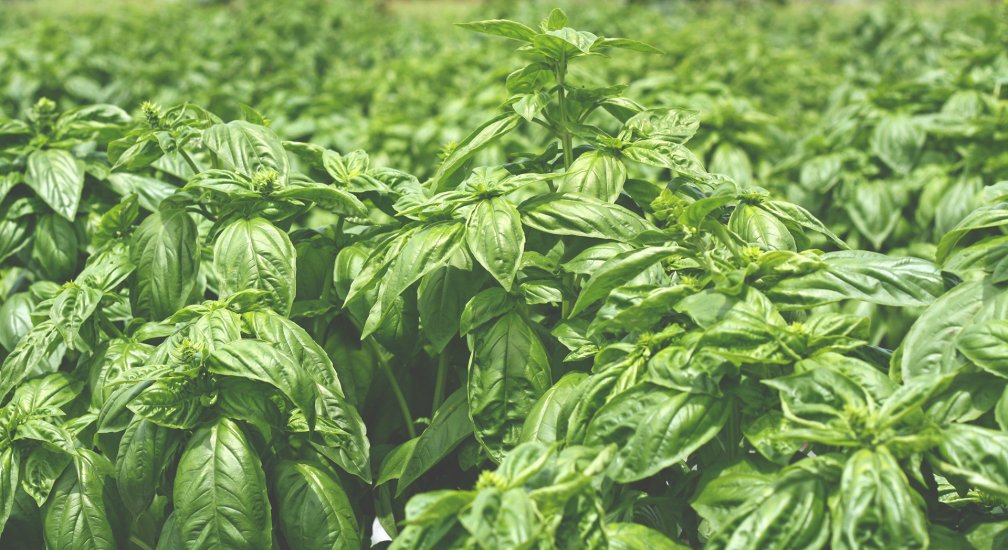 雫 Shizuku 天然染色紗巾 (25x90cm)