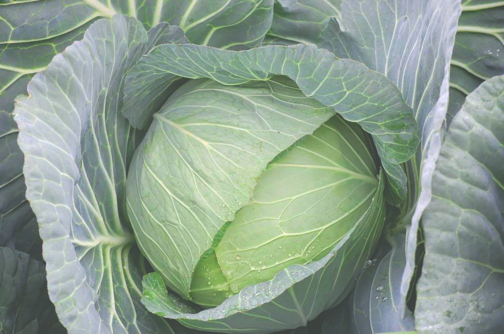 雫 Shizuku 天然染色毛巾 (25x25cm)