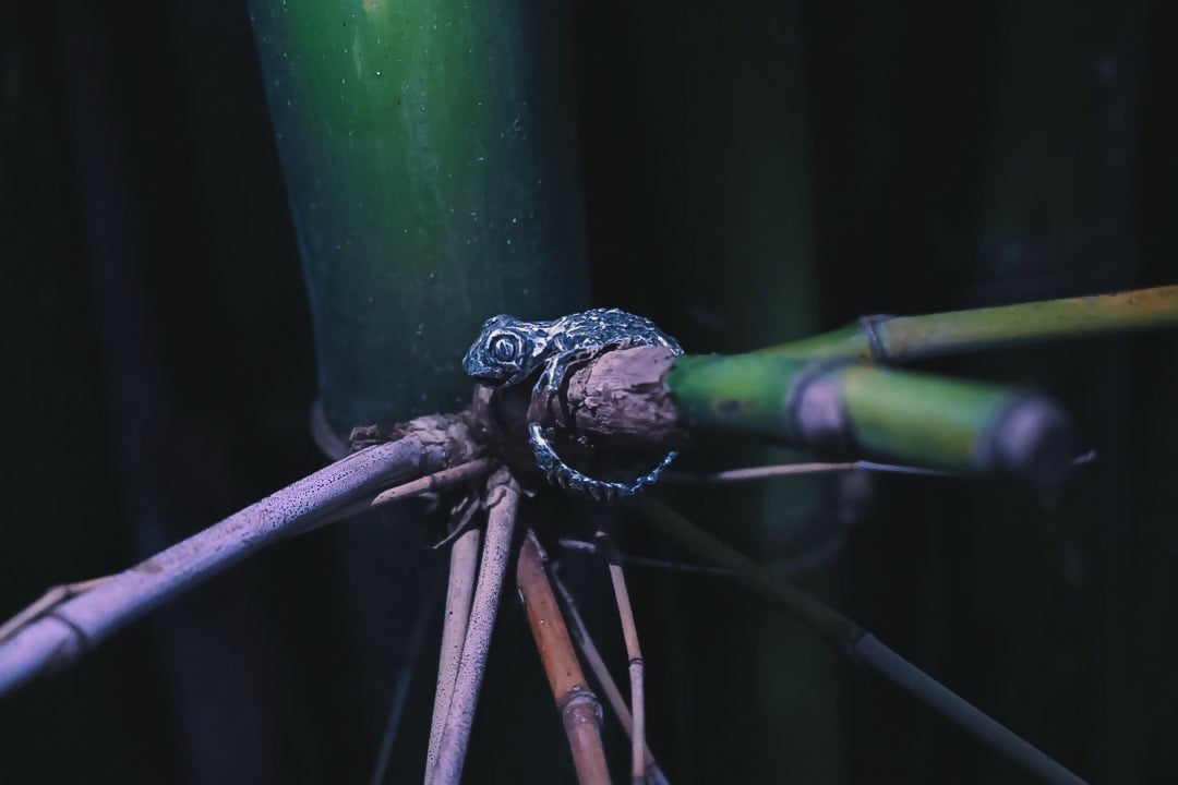 爬行 gecko ring