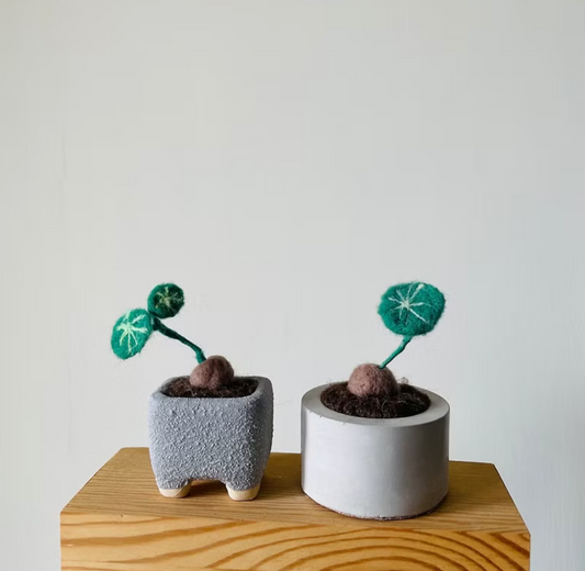 羊毛氈材料包-植物盆栽 山烏龜2款(附教學影片)