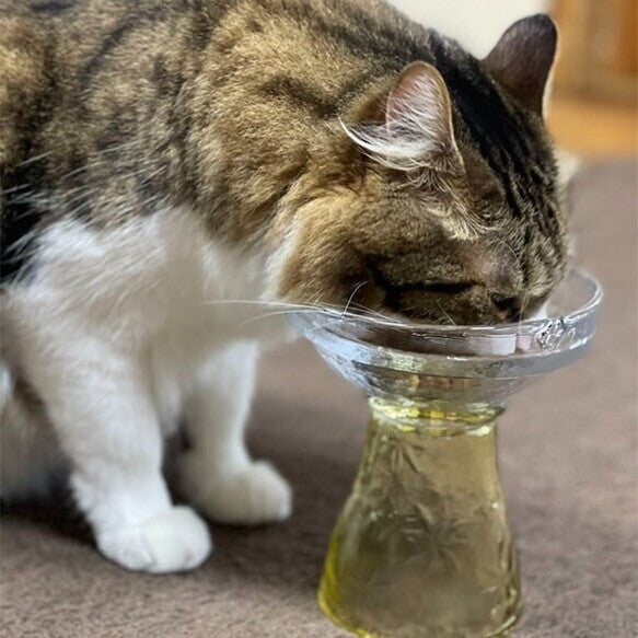 Eco-friendly cat feeding bowl (L)